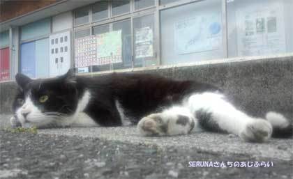 20150515_chichibu_cat_008.jpg