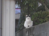 西岡本４丁目の猫３