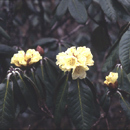 ※12 グル- ブータンの花（シャクナゲ）