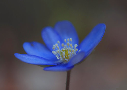Fleur bleu0