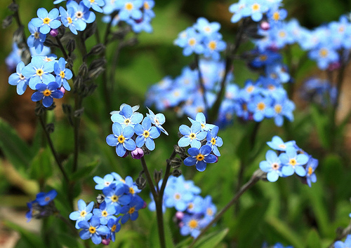 Fleur bleu4