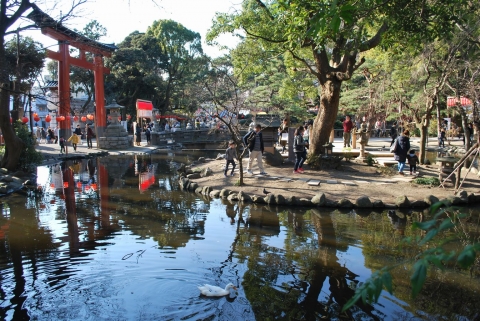 平塚八幡宮　初詣の後に露天と東御池でアヒル・カモとお遊び (2)