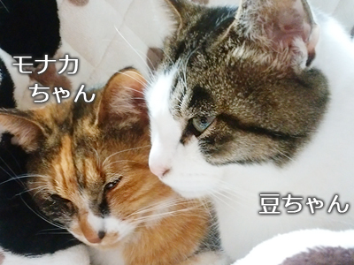 仙台の姉妹猫・豆＆モナカちゃん