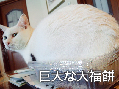 仙台の白猫・白吉さん