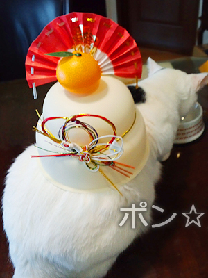 仙台の白猫・白吉×鏡餅