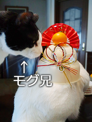 仙台の白猫・白吉×鏡餅