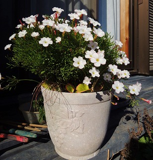 季節のガーデニング オキザリスバーシカラー今年も開花