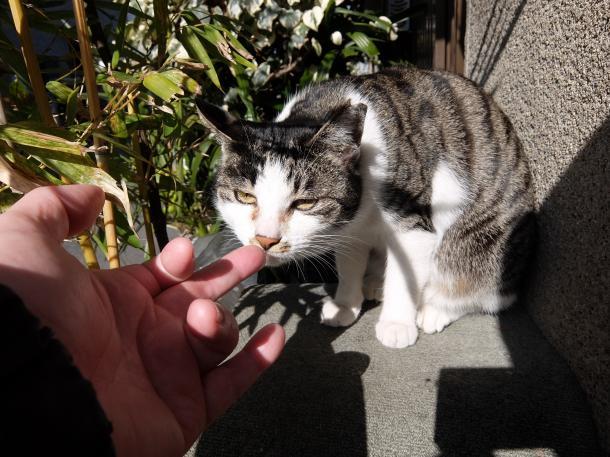 猫14