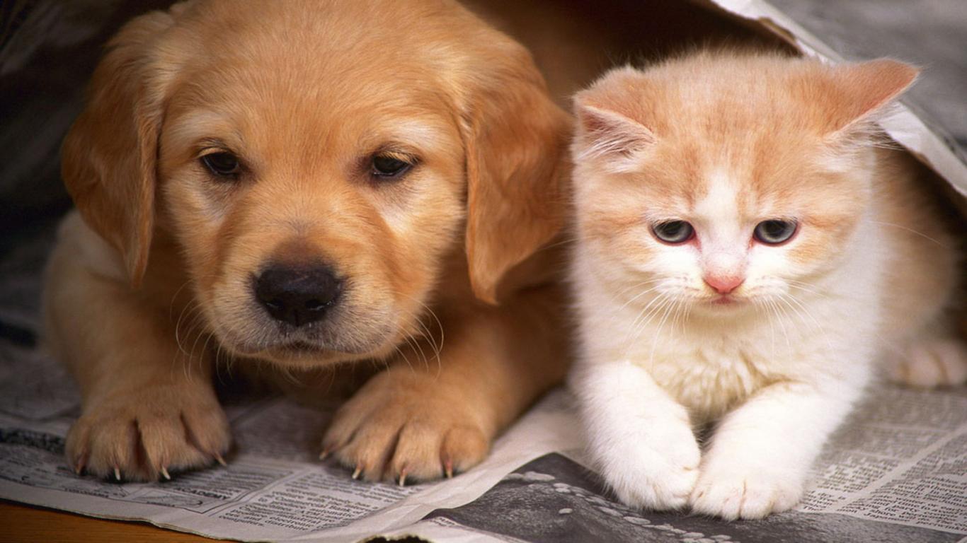 free-dog-and-cat-images-download.jpg