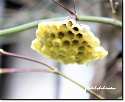 キボシアシナガ蜂の巣
