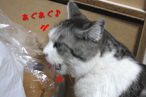 探知猫3