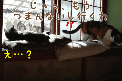 プレ猫団子11-min