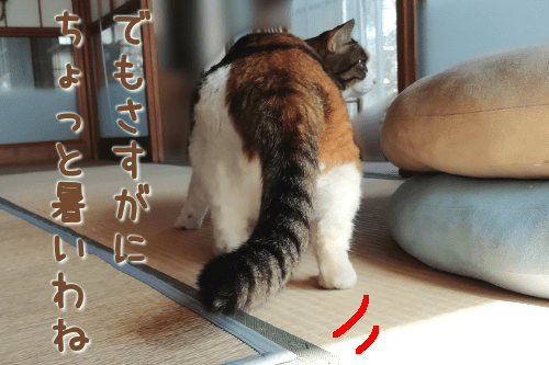 プレ猫団子4-min