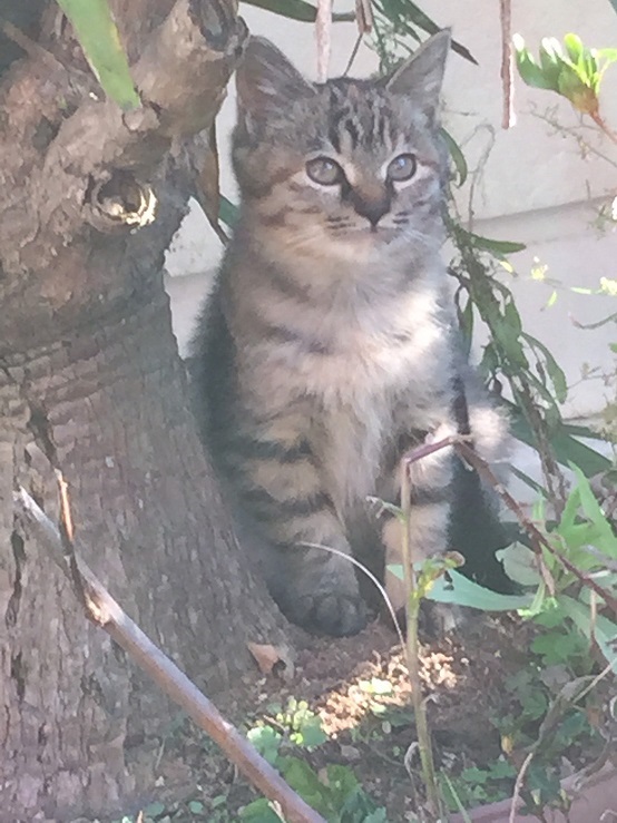 neko.jpg