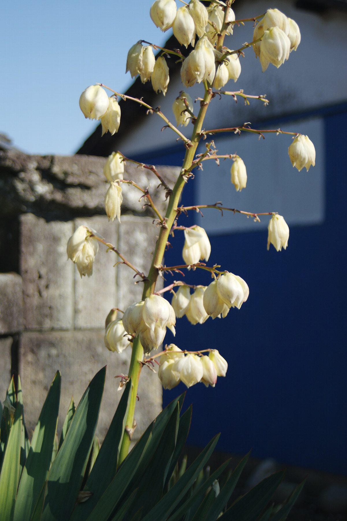 ユッカランの白い花