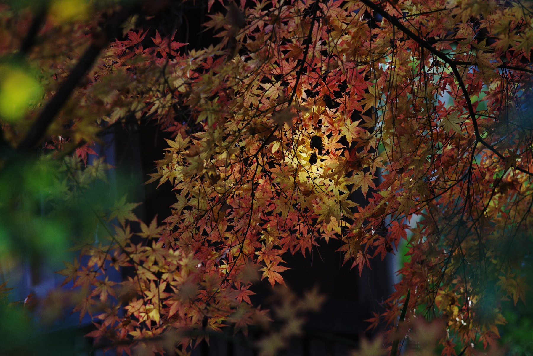 タクマーで撮る冬の紅葉－３－