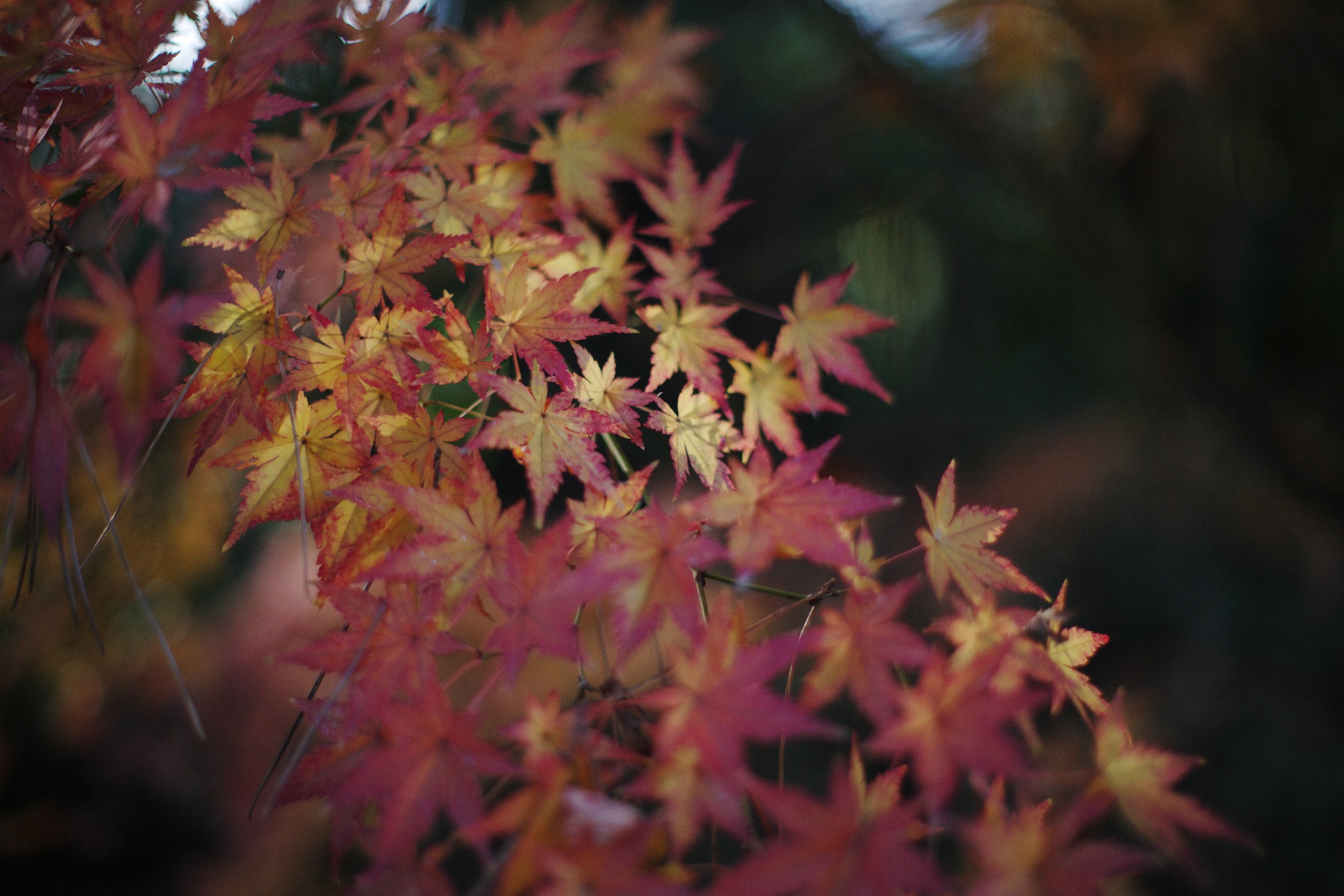 タクマーで撮る冬の紅葉（５０ｍｍ編）－１－
