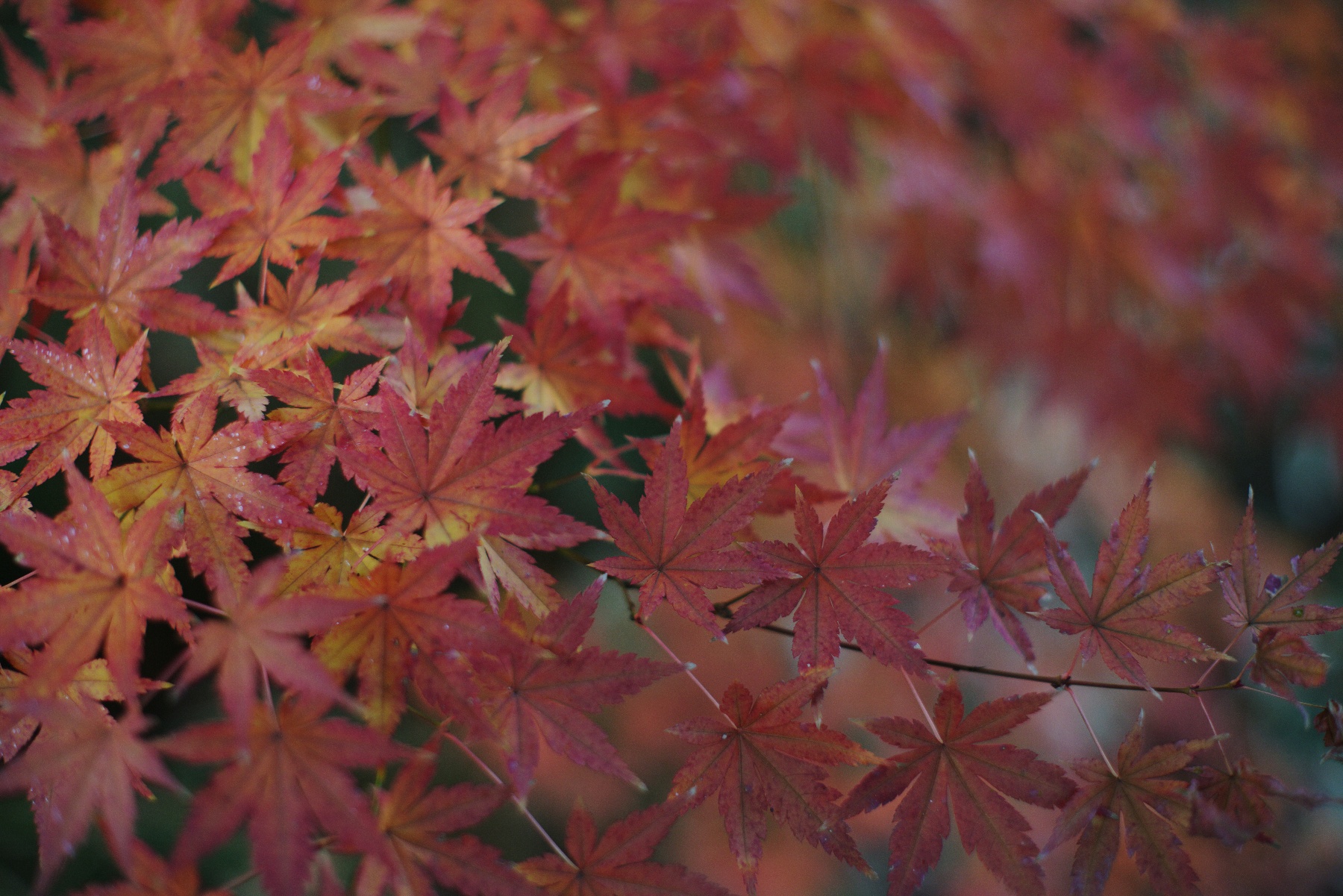 タクマーで撮る冬の紅葉（５０ｍｍ編）－２－