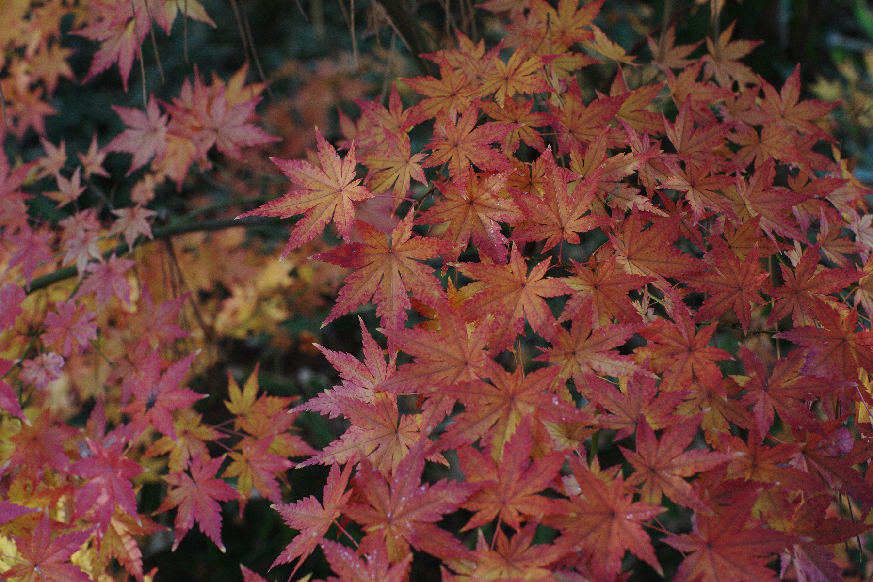 タクマーで撮る冬の紅葉（５０ｍｍ編）－３－