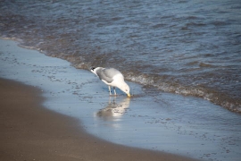 氷見のカモメ06