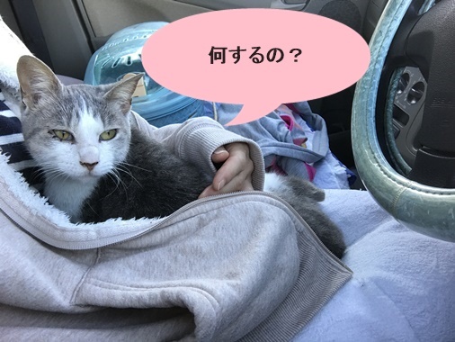 変換こちゅ34編集