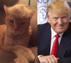 トランプ猫大統領