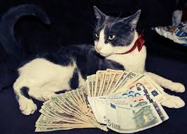 お金を見せびらかす猫